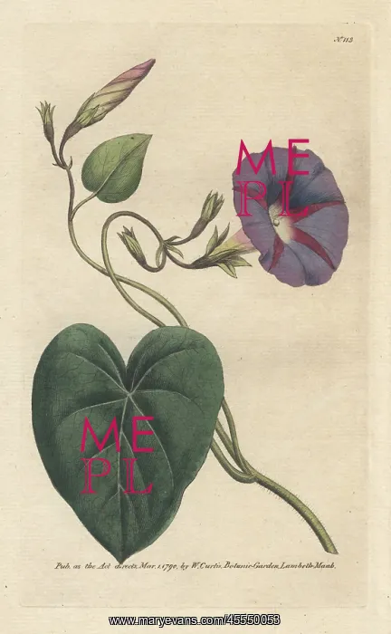 : Purple bindweed, Ipomoea purpurea : Purple bindweed, Ipomoea purpurea