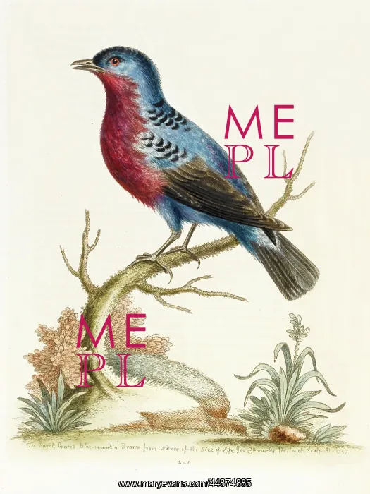  : The purple-breasted blue manakin