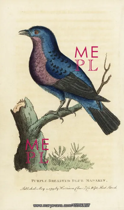 : Purple-breasted continga, Cotinga cotinga : Purple-breasted continga, Cotinga cotinga