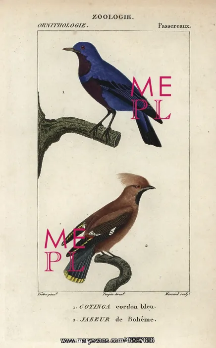 : Purple-breasted cotinga, Cotinga cotinga, and : Purple-breasted cotinga, Cotinga cotinga, and