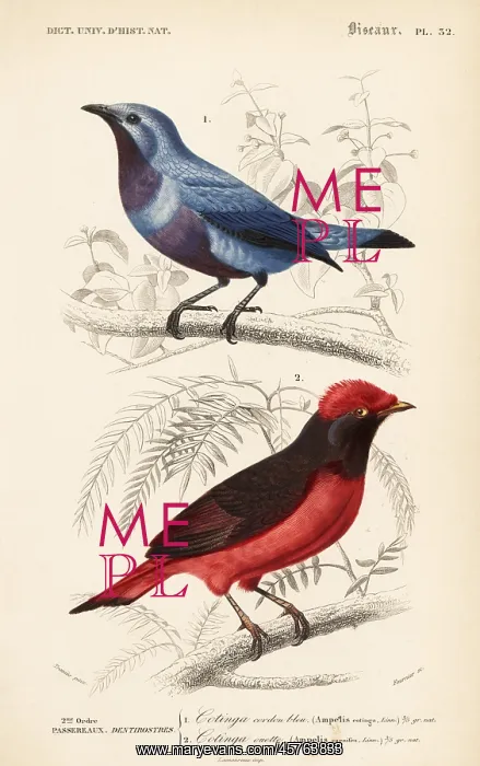 : Purple-breasted cotinga and Guianan red cotinga : Purple-breasted cotinga and Guianan red cotinga