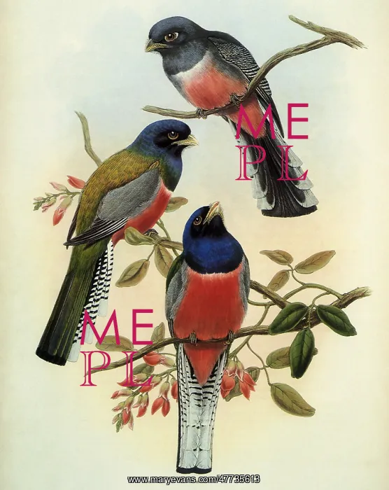 : Purple-breasted Trogons, Trogon curucui : Purple-breasted Trogons, Trogon curucui