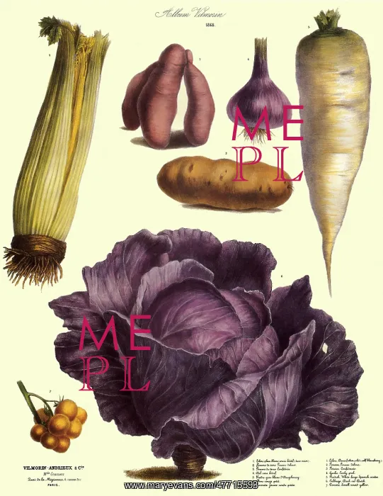  : Purple Cabbage Botan
