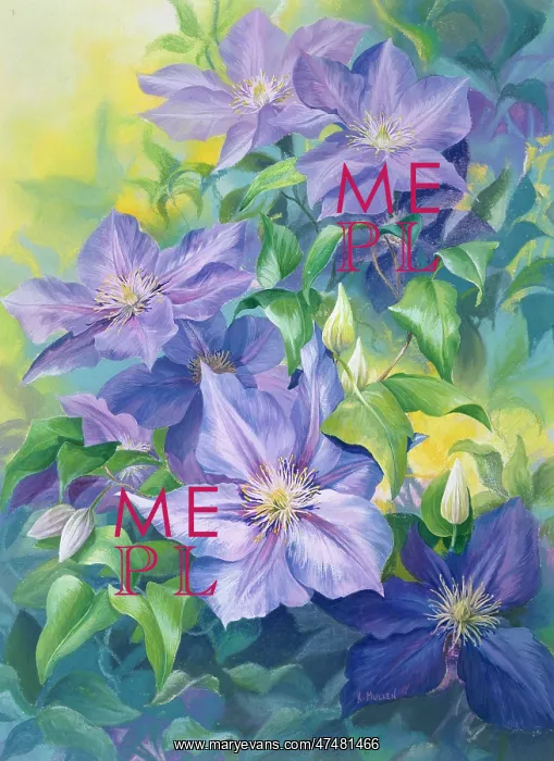  : Purple Clematis ' Jackmanii