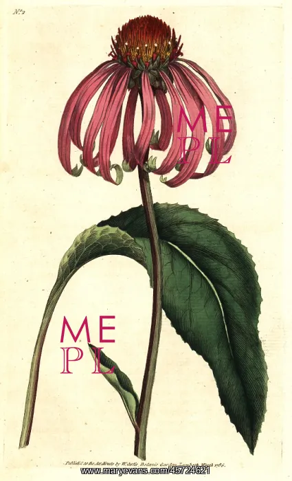 : Purple coneflower, Echinacea purpurea : Purple coneflower, Echinacea purpurea