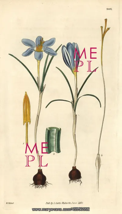 : Least purple crocus, Crocus minimus : Least purple crocus, Crocus minimus