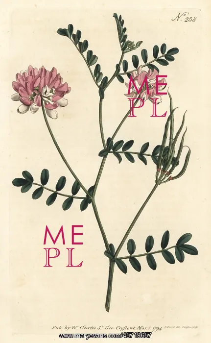 : Purple crown vetch, Securigera varia : Purple crown vetch, Securigera varia