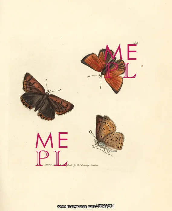 : Purple-edged copper butterfly, Lycaena hippothoe : Purple-edged copper butterfly, Lycaena hippothoe