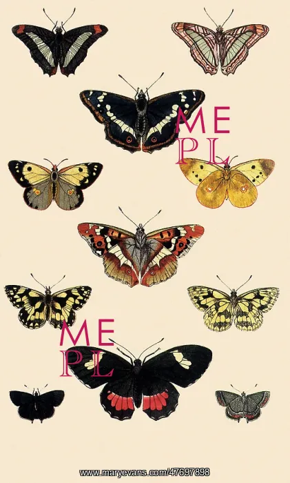: Purple Emperor and Others : Purple Emperor and Others