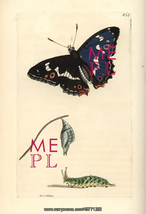 : Purple emperor, Apatura iris : Purple emperor, Apatura iris