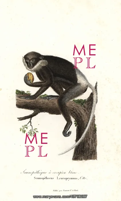 : Purple-faced langur, Trachypithecus vetulus. Endangered : Purple-faced langur, Trachypithecus vetulus. Endangered