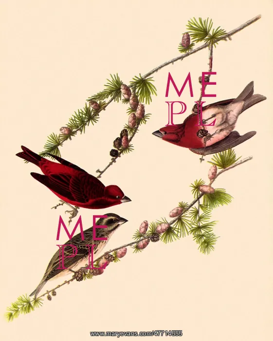: Purple Finches : Purple Finches
