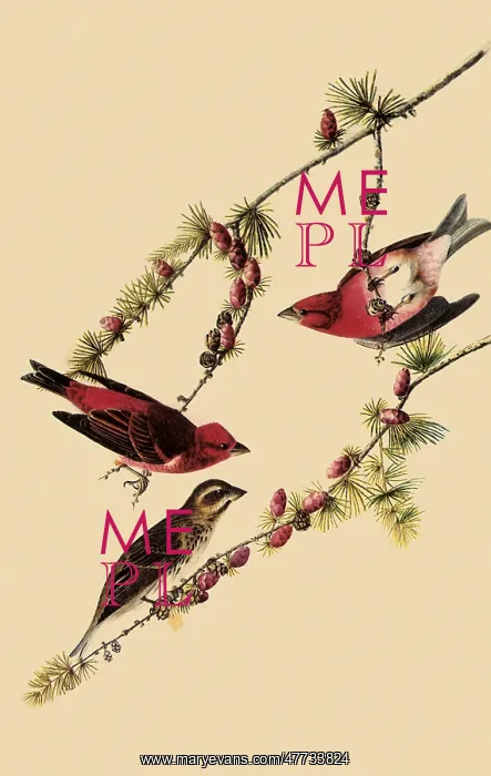 : Purple Finches : Purple Finches