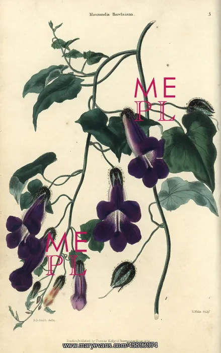 : Purple flowered climbing plant, Maurandia barclayana : Purple flowered climbing plant, Maurandia barclayana