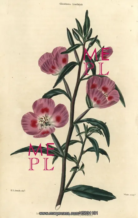 : Purple flowered evening primrose, Oenothera lindleyi : Purple flowered evening primrose, Oenothera lindleyi