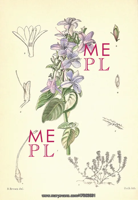  : Purple Flowers