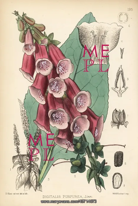 : Purple foxglove, Digitalis purpurea : Purple foxglove, Digitalis purpurea