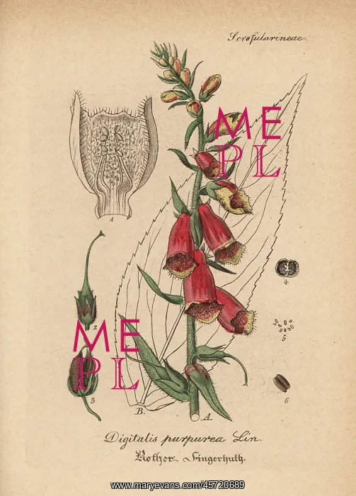 : Purple foxglove, Digitalis purpurea : Purple foxglove, Digitalis purpurea
