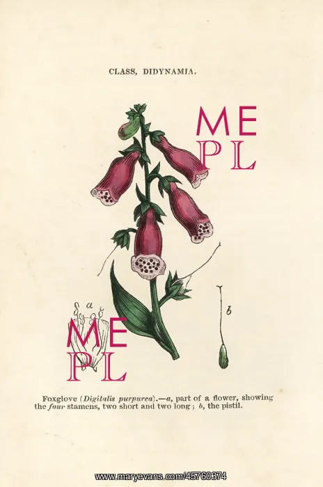 : Purple foxglove, Digitalis purpurea : Purple foxglove, Digitalis purpurea