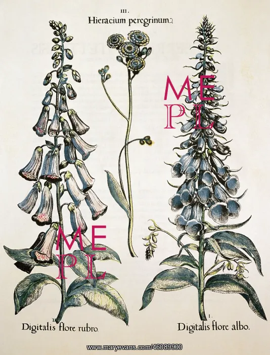 : Purple foxglove flower : Purple foxglove flower