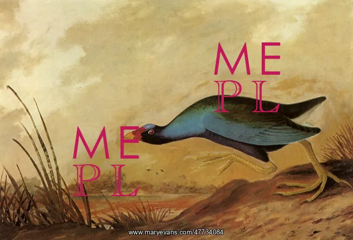  : Purple Gallinule