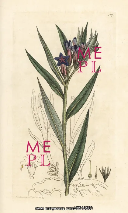 : Purple gromwell, Buglossoides purpurocaerulea : Purple gromwell, Buglossoides purpurocaerulea