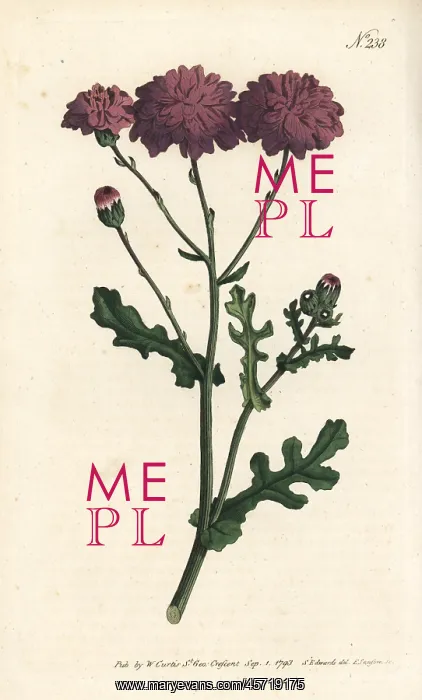 : Purple groundsel or ragwort, Senecio elegans : Purple groundsel or ragwort, Senecio elegans