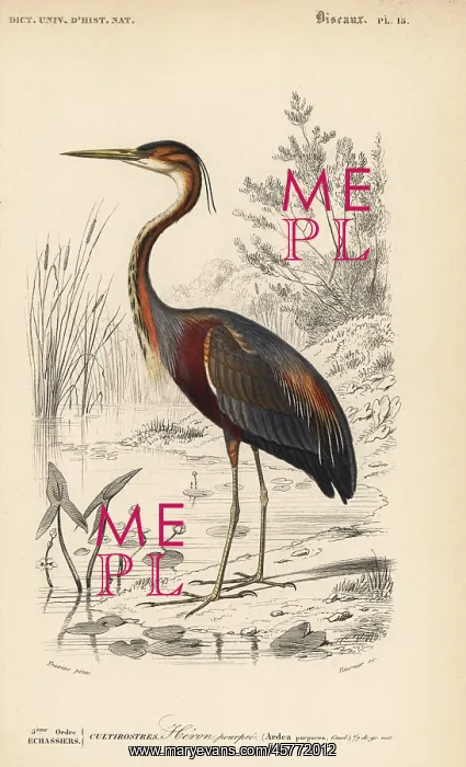 : Purple heron, Ardea purpurea : Purple heron, Ardea purpurea