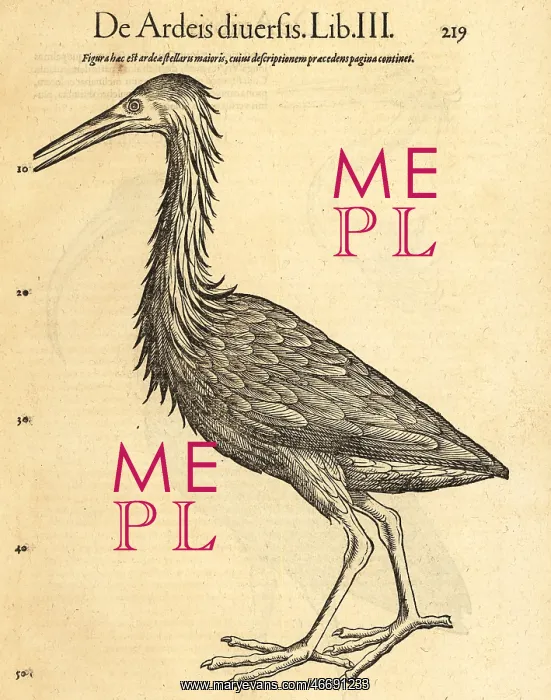 : Purple heron, Ardea purpurea : Purple heron, Ardea purpurea