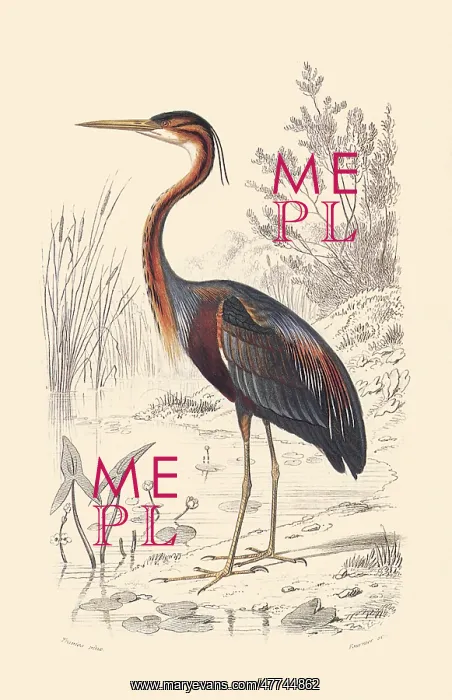  : Purple Heron (Ardea purpurea)