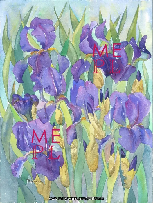 : Purple Irises