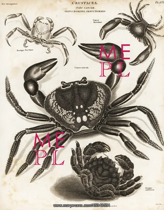 : Purple land crab, shell-carrying crab, etc : Purple land crab, shell-carrying crab, etc