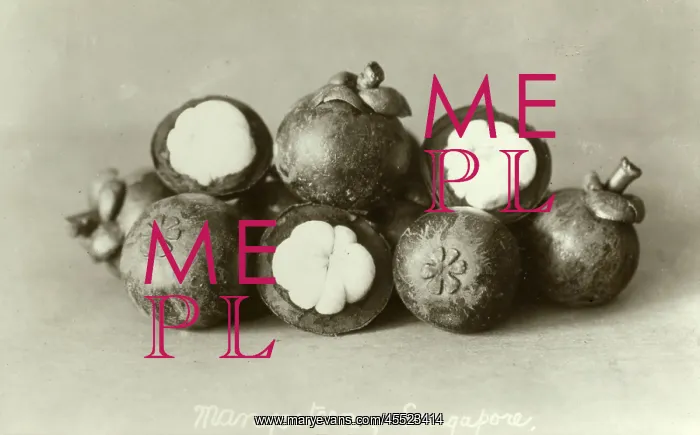  : Purple Mangosteen - Singapore