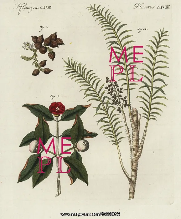 : Purple mangosteen tree, rattan tree, and dragon's : Purple mangosteen tree, rattan tree, and dragon's