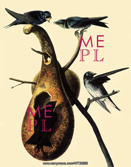  : Purple Martins