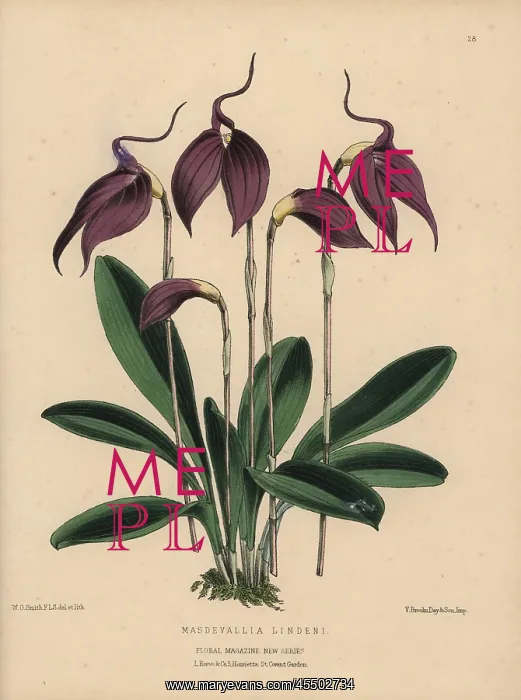 : Purple masdevallia orchid, Masdevallia lindeni : Purple masdevallia orchid, Masdevallia lindeni
