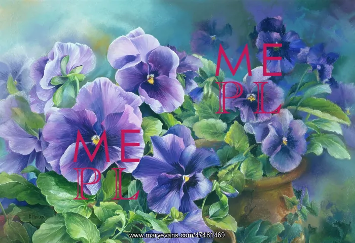  : Purple Pansies ' in terracotta pots