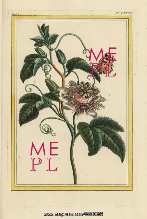 : Purple passionflower, Passiflora incarnata : Purple passionflower, Passiflora incarnata