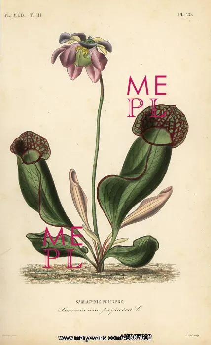 : Purple pitcher plant or side-saddle flower : Purple pitcher plant or side-saddle flower