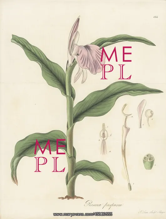 : Purple roscoea, Roscoea purpurea : Purple roscoea, Roscoea purpurea