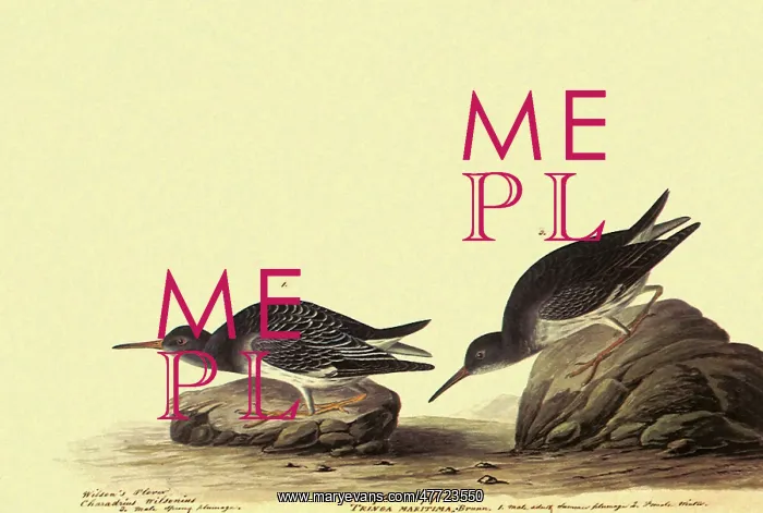  : Purple Sandpiper, Erolia Maritima