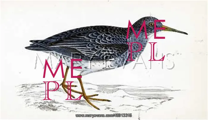  : PURPLE SANDPIPER (MORRIS