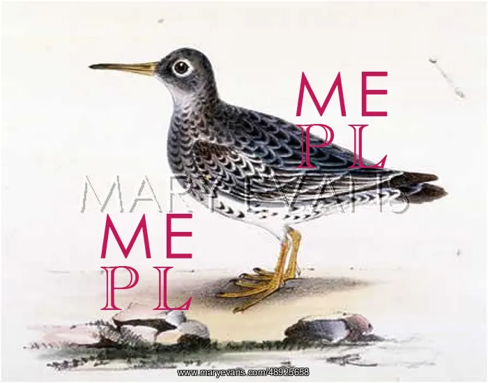  : PURPLE SANDPIPER (MORRIS