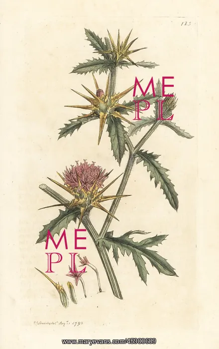 : Purple starthistle, Centaurea calcitrapa : Purple starthistle, Centaurea calcitrapa