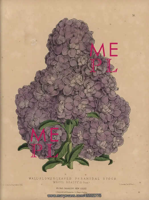 : Purple stock, Wall-flower-leaved pyramidal : Purple stock, Wall-flower-leaved pyramidal