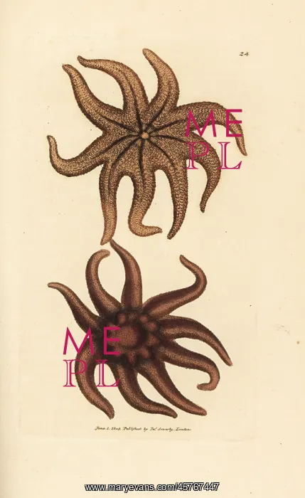 : Purple sun star, Solaster endeca : Purple sun star, Solaster endeca