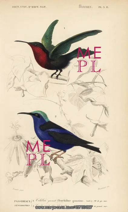 : Purple-throated carib, Eulampis jugularis : Purple-throated carib, Eulampis jugularis