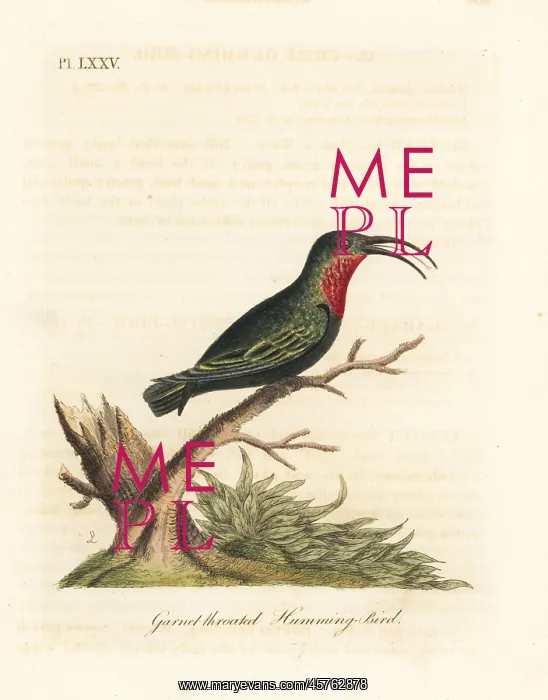 : Purple-throated carib, Eulampis jugularis : Purple-throated carib, Eulampis jugularis