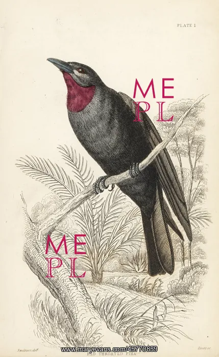 : Purple-throated fruit crow, Querula purpurata : Purple-throated fruit crow, Querula purpurata
