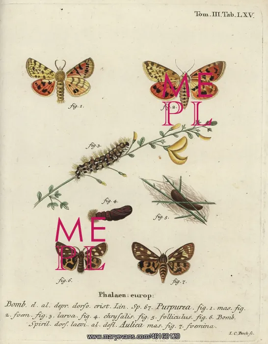 : Purple tiger and brown tiger moth : Purple tiger and brown tiger moth
